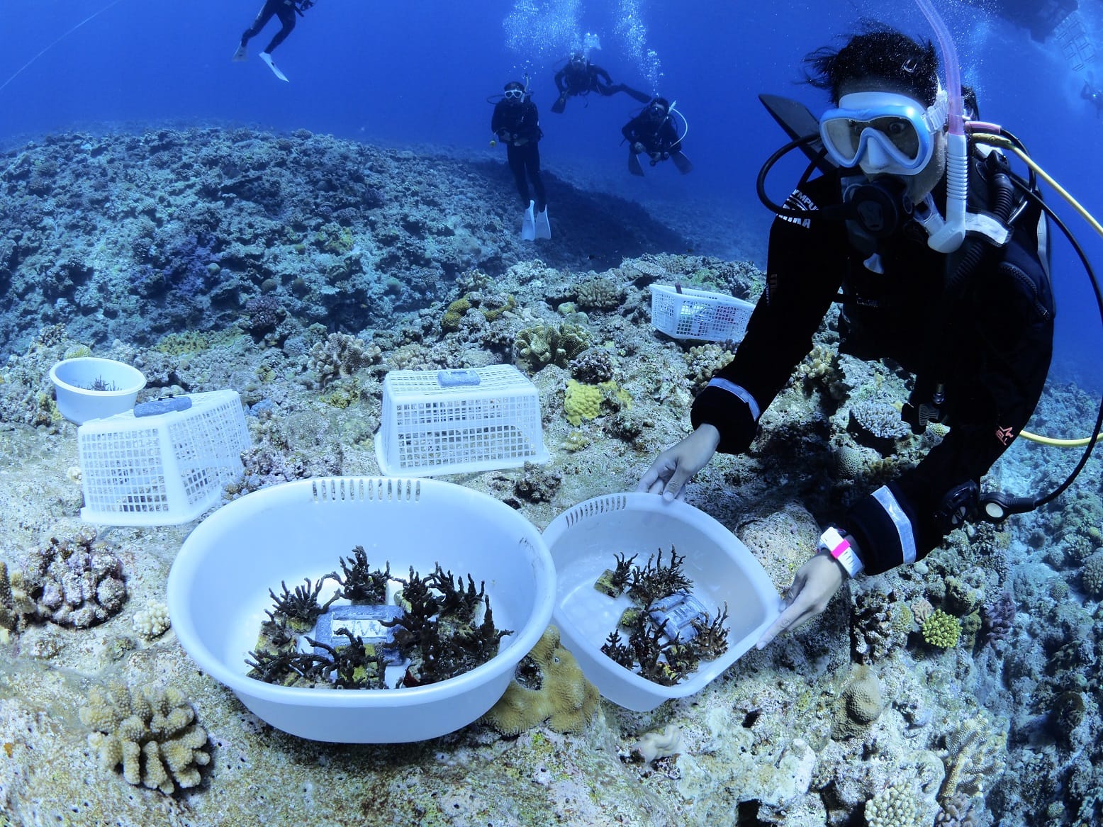 サンゴの苗の植え付けと海中清掃活動