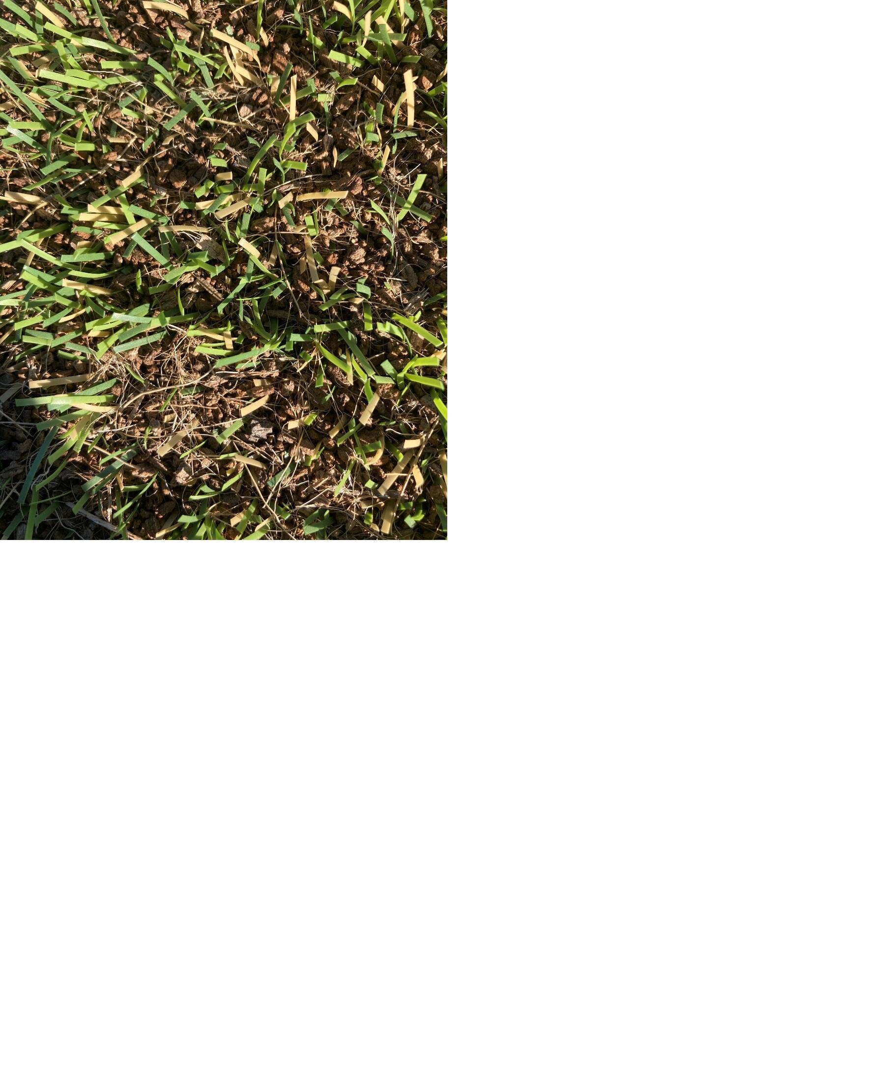 pic1