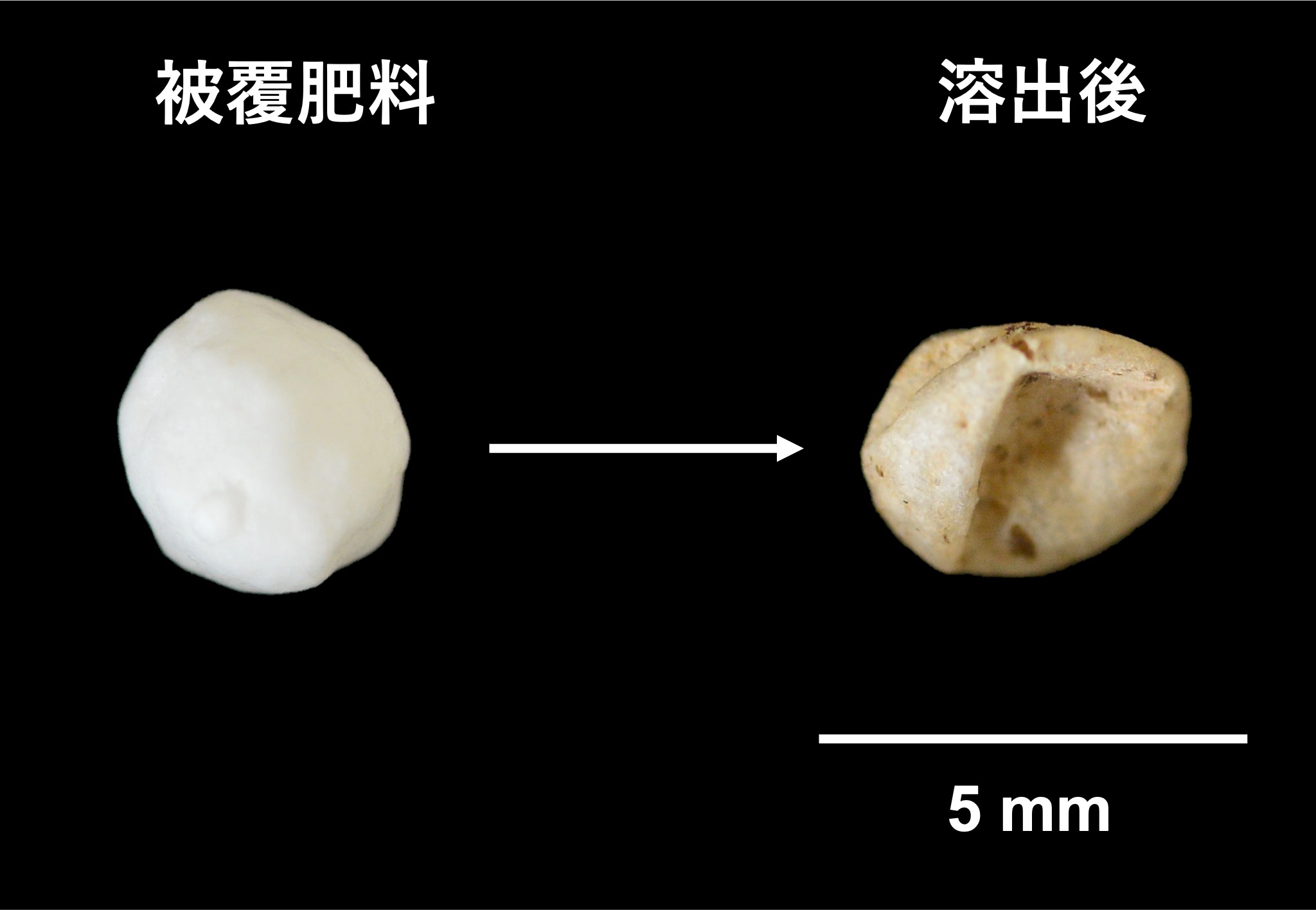 肥料が溶け出した後の殻（写真の右）（資料提供：石川県立大学　勝見尚也准教授）