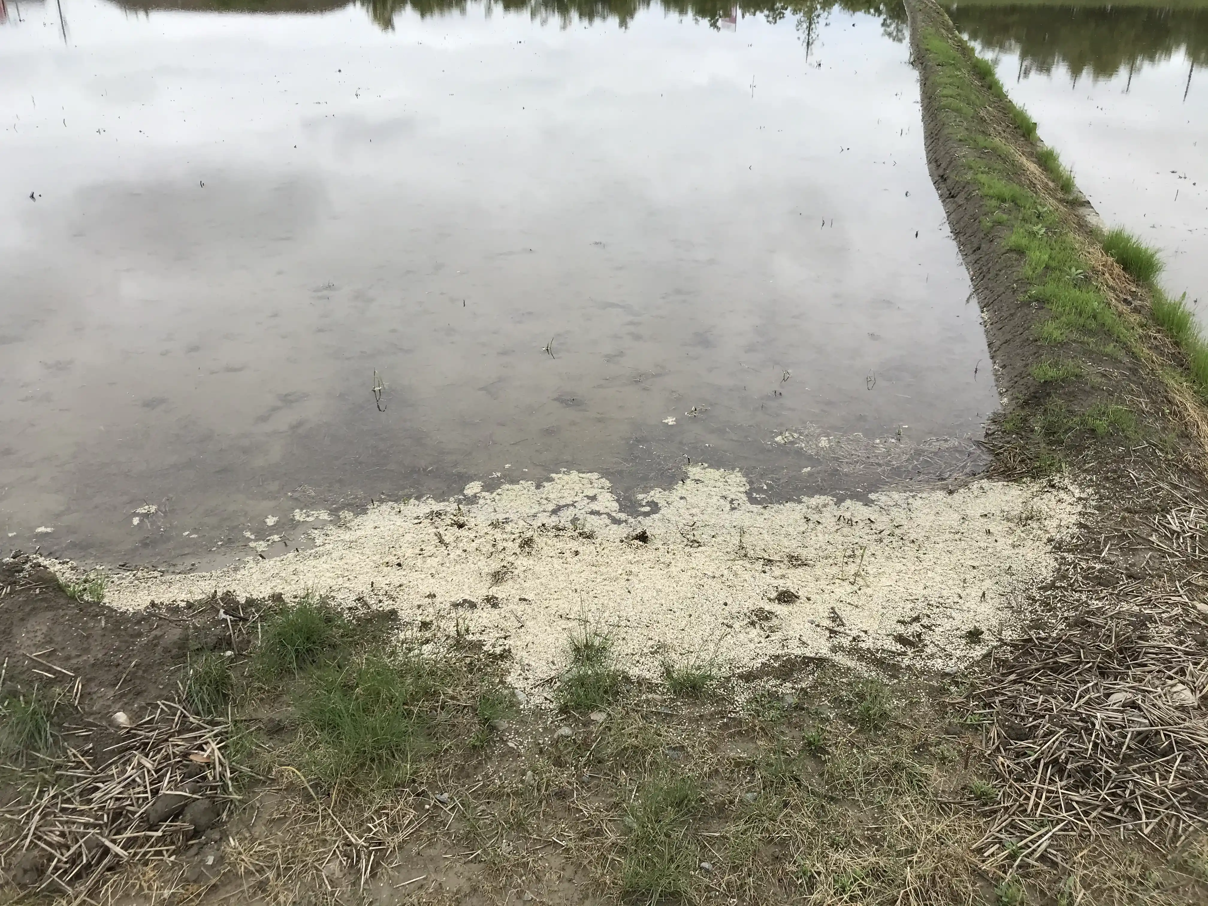 代かきによって水田に浮かび上がった被覆肥料の殻