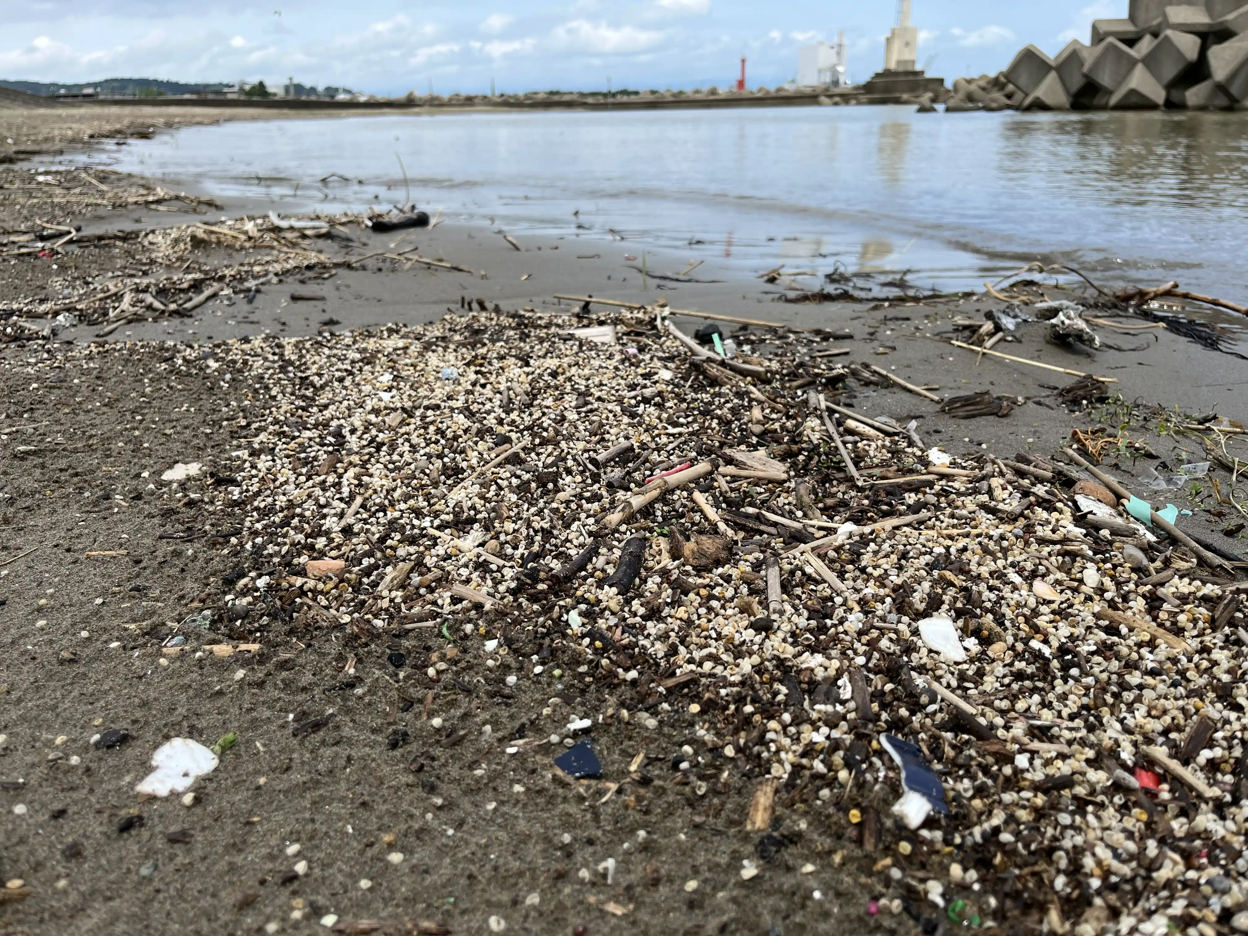 水田から海岸へ流出した被覆肥料の殻（資料提供：石川県立大学　勝見尚也准教授）