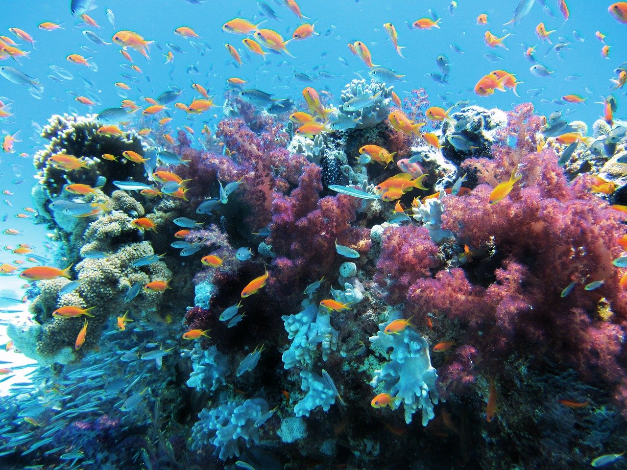 Ocean Friendly地球と共存するためにエシカルな選択を!!