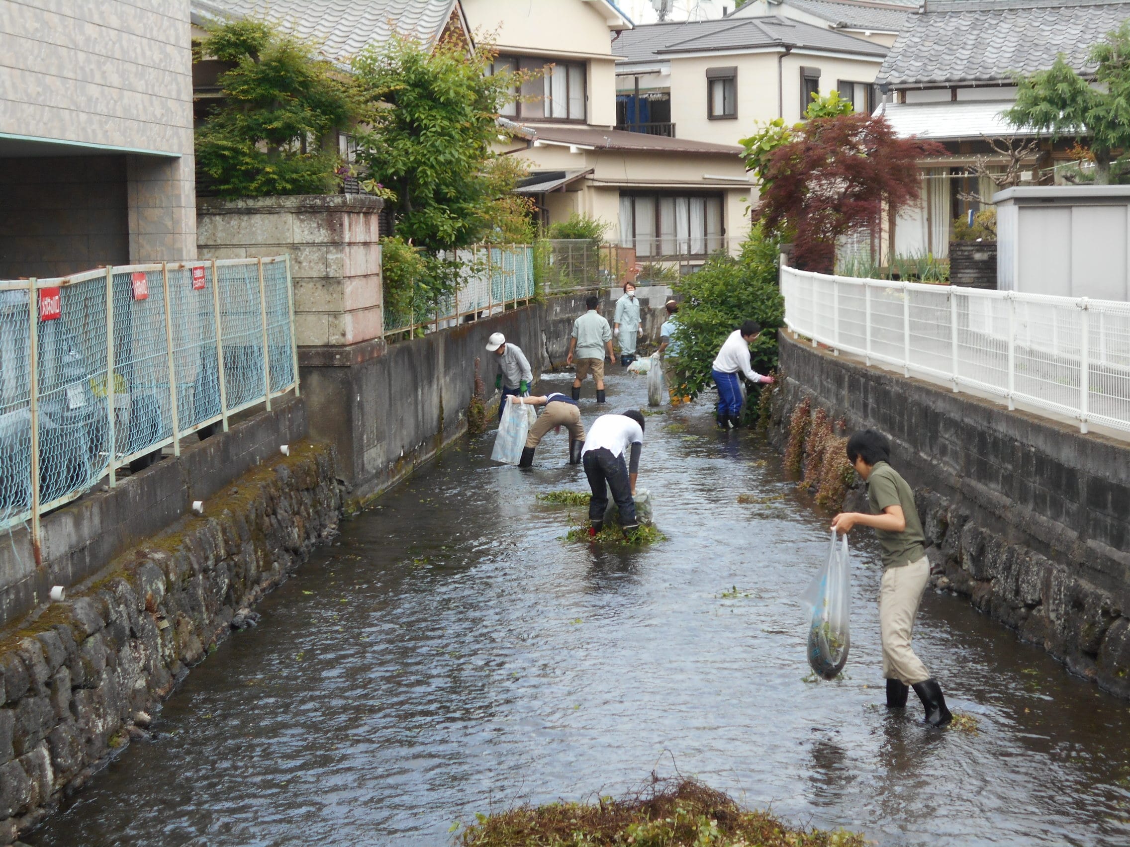 三島の川をきれいにする奉仕活動